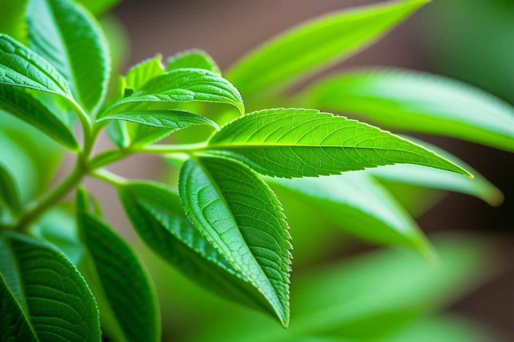 unlocking-the-secrets-to-growing-lemon-verbena-for