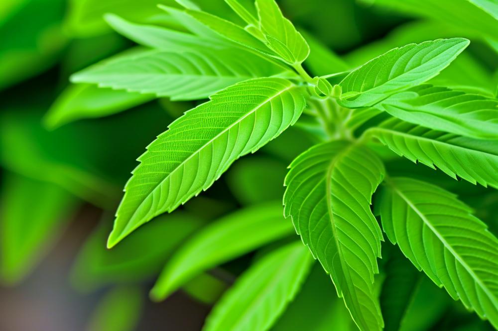unlocking-the-secrets-to-growing-lemon-verbena-for