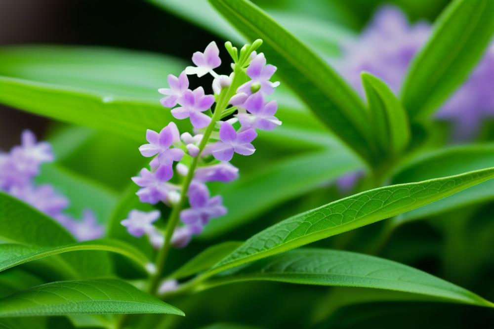 unlocking-the-secrets-to-growing-lemon-verbena-for